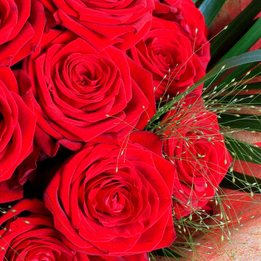 Twelve Luxury Red Roses (12) - Image 2