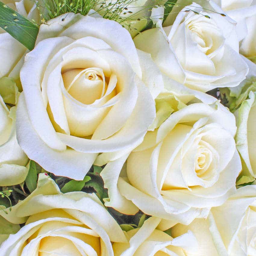 Luxury White Roses - Image 2
