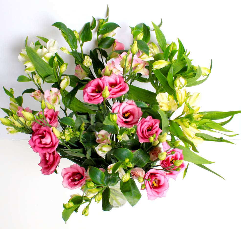 Elegant Alstro - Image 2