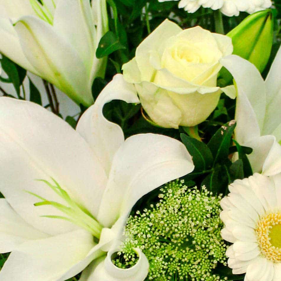 Pearly White - Image 2